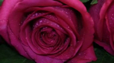 Taze pembe Gül ve kuru. Güzellik ve başlangıçlı yaşlılık Soldurma.