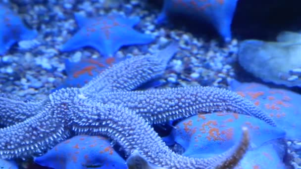 Морские звёзды и синансия сиреневая — стоковое видео