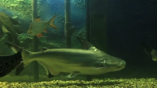 Acuario bellamente decorado con peces de agua dulce . — Vídeos de Stock