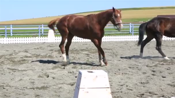 Razza mongolo polacco sdraiato nella sabbia e Trakehner cavallo corre . — Video Stock