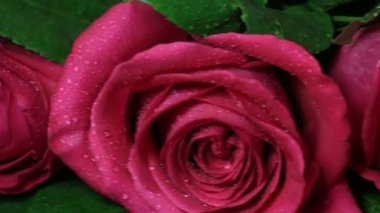 Güzel kırmızı gül buketi döndürülmüş.