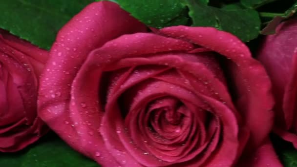 Gyönyörű csokor vörös rózsa elforgatott.