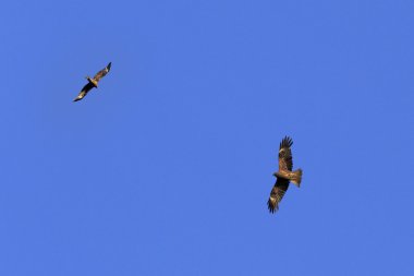 Altın Kartal mavi gökyüzünde uçuyor.