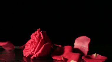 Bir gül üzerinde düşen yaprakları. Ağır çekim.