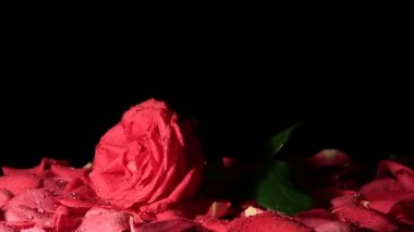 Bir gül yaprağı üzerinde düşen su damlaları. Ağır çekim.