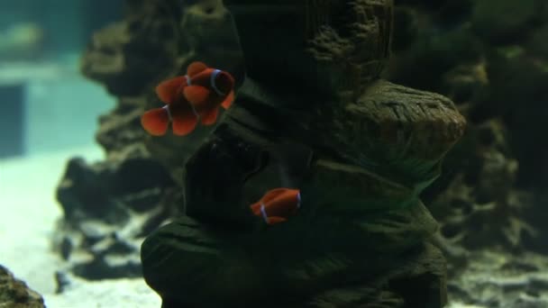 Clownfisk eller anemonefish — Stockvideo