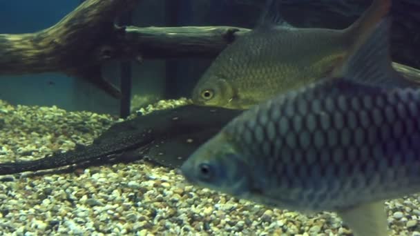 Kárász (hal) és a ocellate folyó stingray. — Stock videók