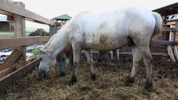 Yakutian άλογο στο περιφραγμένο λιβάδι — Αρχείο Βίντεο