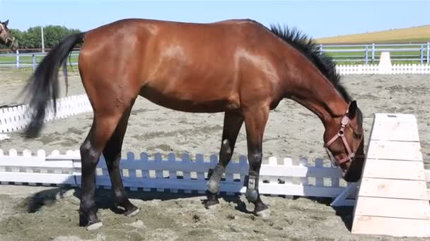 Beautiful filly Hanoverian breed — Stock Video