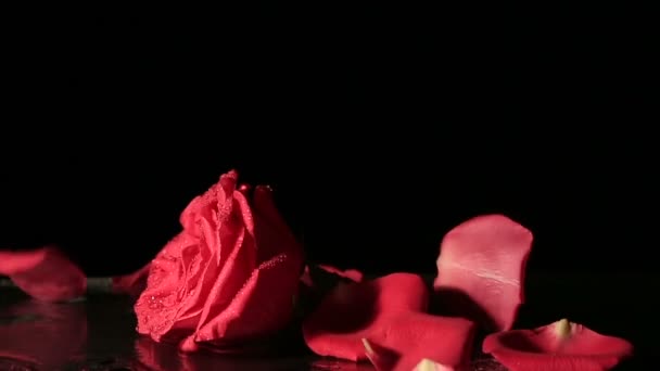 Bloemblaadjes vallen op een roos. Slow motion. — Stockvideo