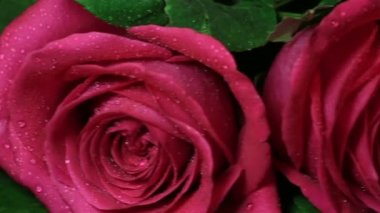 Güzel kırmızı gül buketi döndürülmüş.