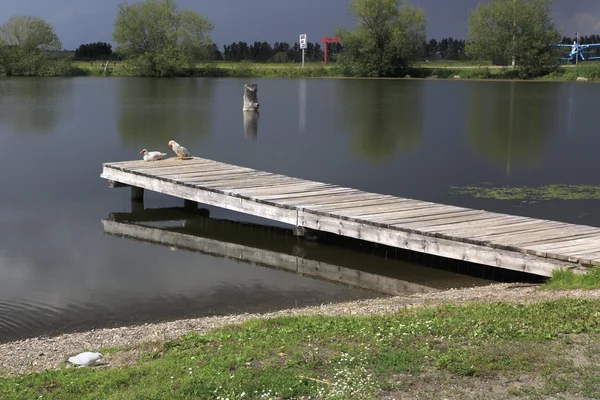 Muelle con pato moscovita en el lago . —  Fotos de Stock