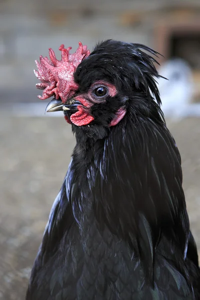 Breeds keriting ayam di peternakan Stok Foto Bebas Royalti