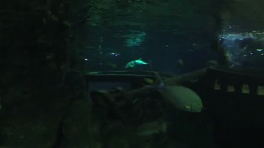 Uskumrugiller aileden Thunnus.