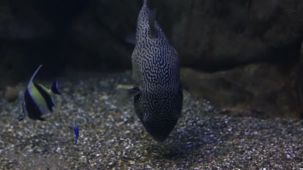 Tetraodon είναι ένα γένος της οικογένειας pufferfish. — Αρχείο Βίντεο