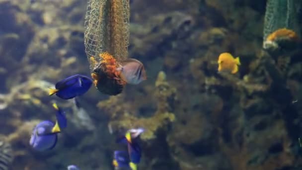 Mangeoire avec délicatesse pour les poissons dans l'aquarium d'eau salée — Video