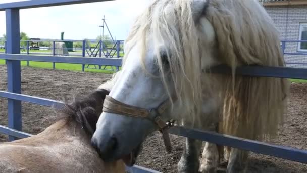 Percheron hest og Shetland pony elsker hinanden . – Stock-video