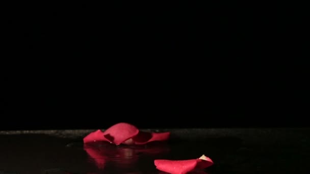 Pétales de rose tombant dans l'eau. Mouvement lent . — Video