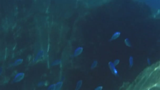 Fusiliers are a family, Caesionidae, of fishes in order Perciformes. — Stock Video