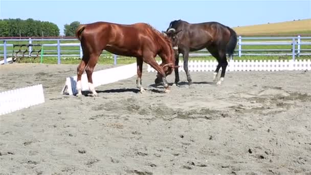 Trakehner breed and Polish mongrel horse in paddock — Stock Video