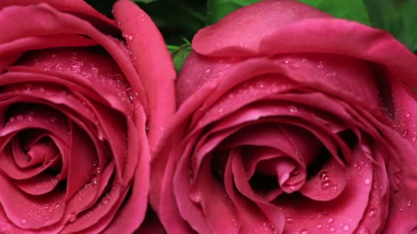 Schöner Strauß roter Rosen wird gedreht. — Stockvideo