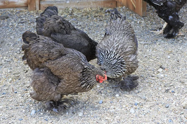 품종 브라마 닭의 품종은 장식입니다. — 스톡 사진