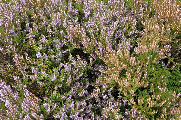 Bella erica arbustiva sulla costa atlantica dell'Irlanda . — Foto Stock