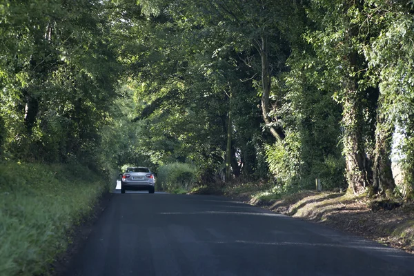 El coche va por la carretera en un túnel de árboles . —  Fotos de Stock