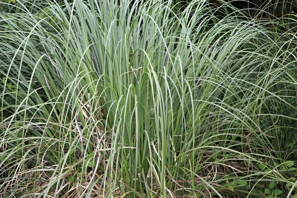 La carice è una pianta erbacea della famiglia delle Cyperaceae — Foto Stock