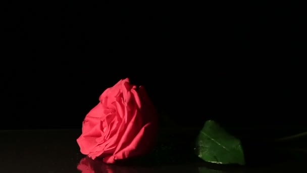 Роза припадає на чорному тлі. Повільний рух. — стокове відео