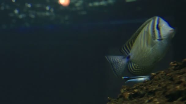 Espiga de velero del Mar Rojo - Zebrasoma desjardinii — Vídeos de Stock