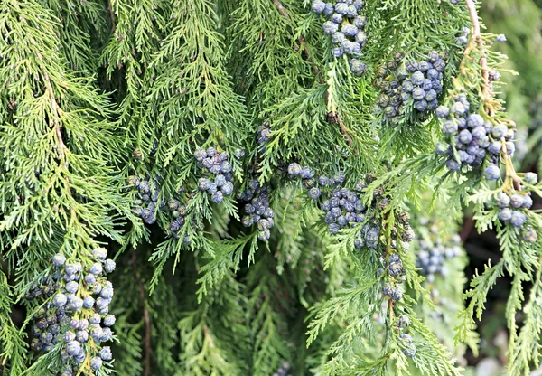 Belos ramos de cipreste com frutas na Irlanda . — Fotografia de Stock