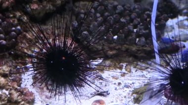 Diadema setosum familyasından uzun spined deniz kestanesi Diadematidae ailesine ait bir.