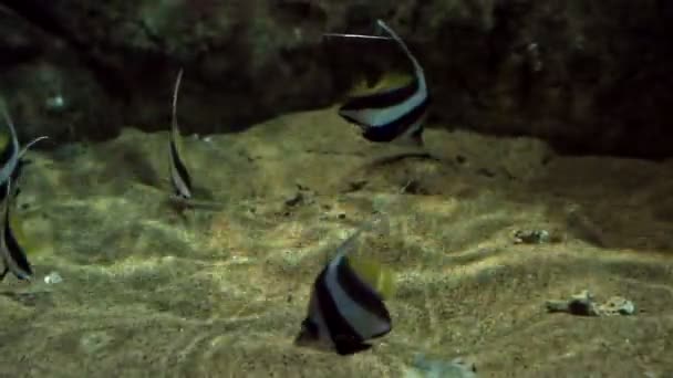 Skolgång bannerfish, även känd som den falska moriska idolen. — Stockvideo