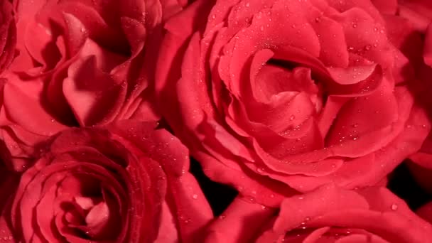 Beautiful bouquet of red roses is rotated. — Stock Video