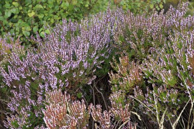 Güzel çalı heather Atlantic coast of Ireland.