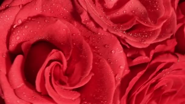 Bellissimo bouquet di rose rosse con rovescio rotante . — Video Stock