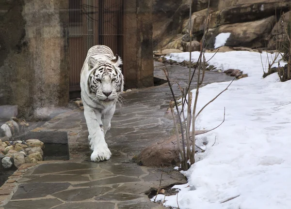 Beautiful white bengal tiger in cage. — Stock Photo, Image