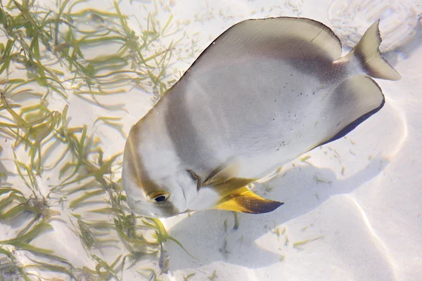 TRIOSTEGUS ACANTHURUS, Pesce chirurgo detenuto . — Foto Stock