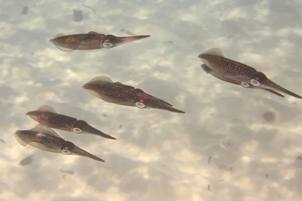 Flock of squid — Stock Photo, Image