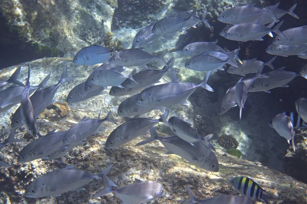 A thunnus állomány — Stock Fotó