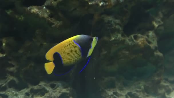 Blauer Gürtelskalmar, pomacanthus navarchus — Stockvideo