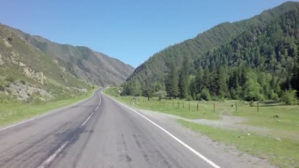 Cows graze near the highway. — Stock Video