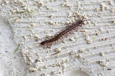 Scolopendra familyasından bir kırkayak