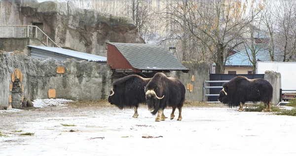 Herd of musk oxen in the paddock — Stock Photo, Image