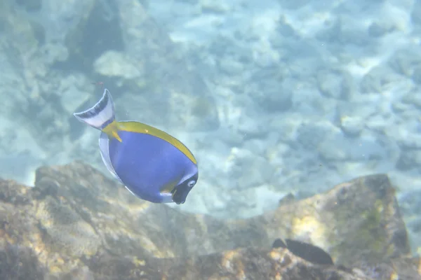 Powder Blue Tang — Stock Photo, Image