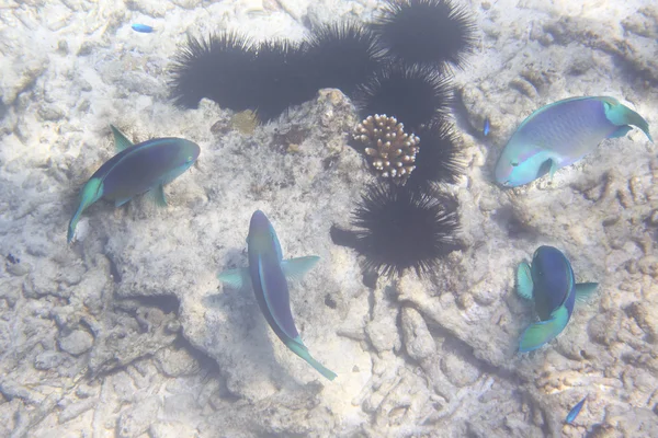Parrotfishes közelében a Seychelle-szigetek az Indiai-óceán. — Stock Fotó