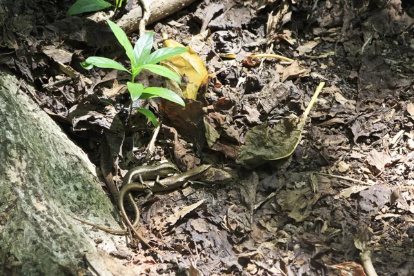 Las lagartijas macho y hembra se reproducen. Seychelles . Imágenes de stock libres de derechos