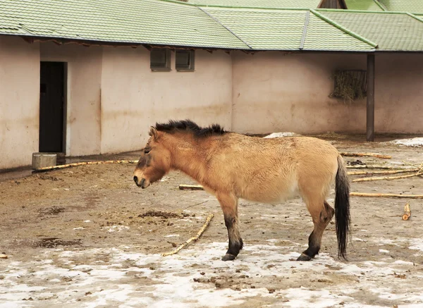 Przewalski кінь є в паддоках — стокове фото