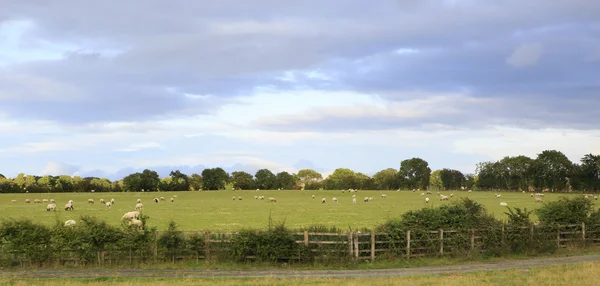Pascolo verde con pecore nella campagna d'Irlanda . — Foto Stock